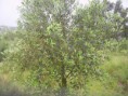Oliveira 